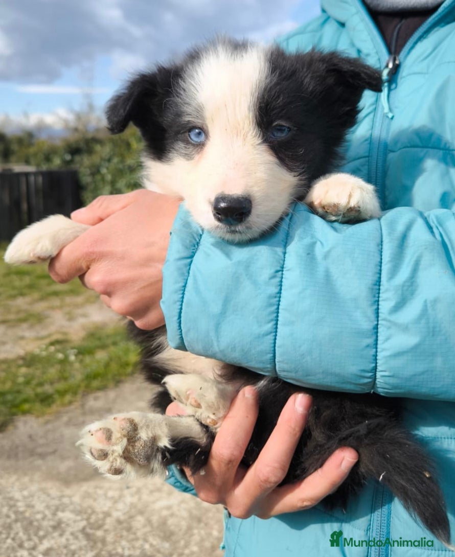 Border Collie perros Último cachorro border collie! - Anuncio 1