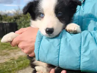 Border Collie perros Último cachorro border collie! - Anuncio 1