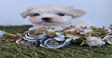 Bichón Maltés perros - Propaganda 2
