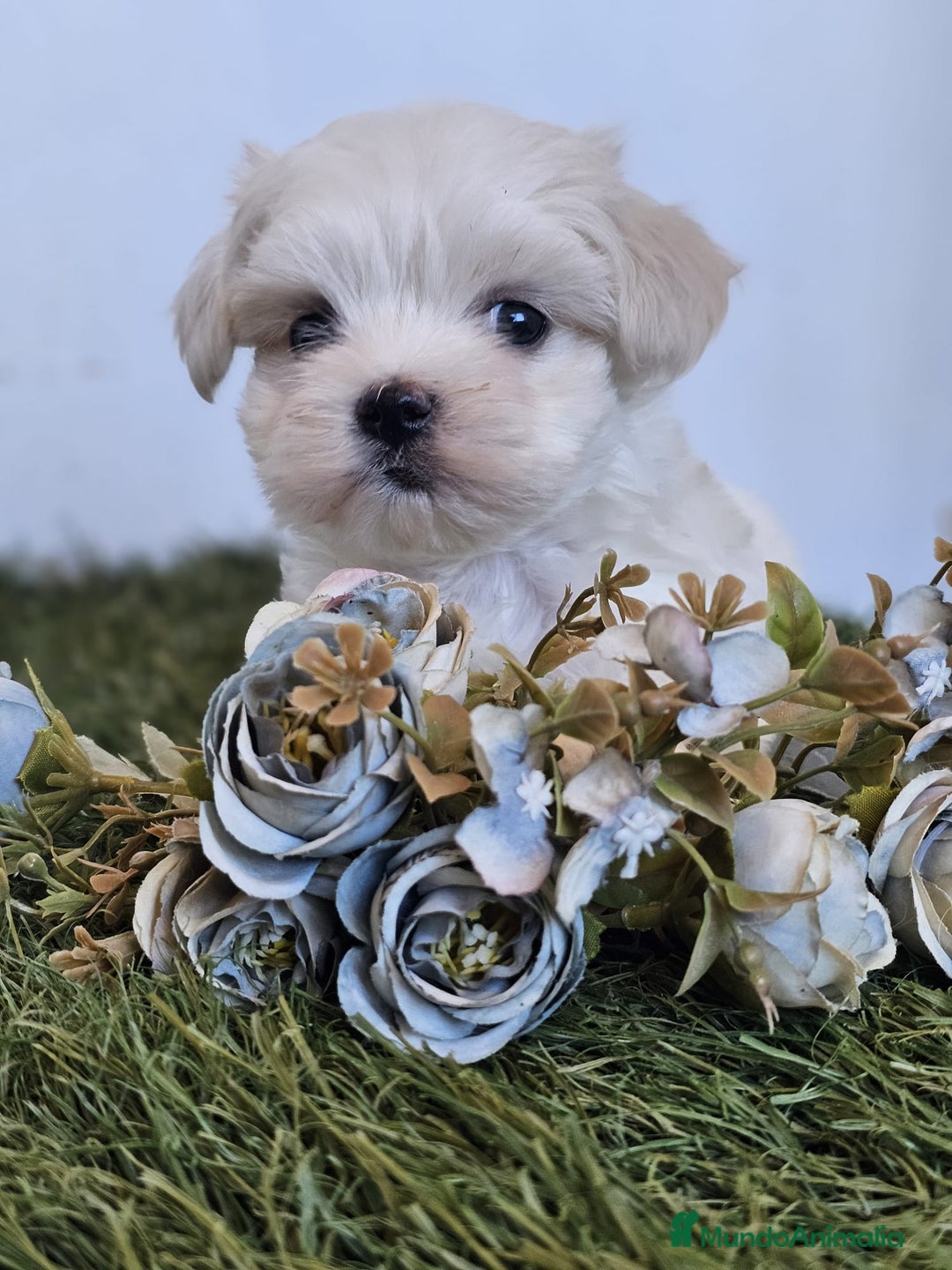 Bichón Maltés perros en venta: CAMADA DE BICHÓN MALTÉS KOREANO - Imagen 3