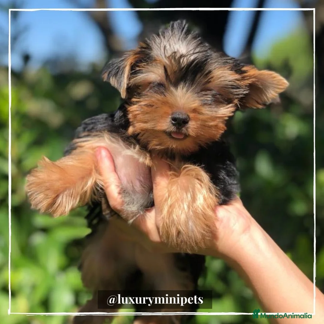 Yorkshire Terrier perros en venta: Camada de Yorkshire Terrier de padres toy en Madrid - Anuncio 2