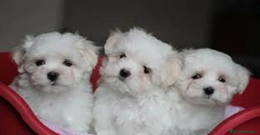 Bichón Maltés perros en venta: ‼️‼️PRECIOSA CAMADA DE BICHÓN MALTES COREANO TOY - Anuncio 1