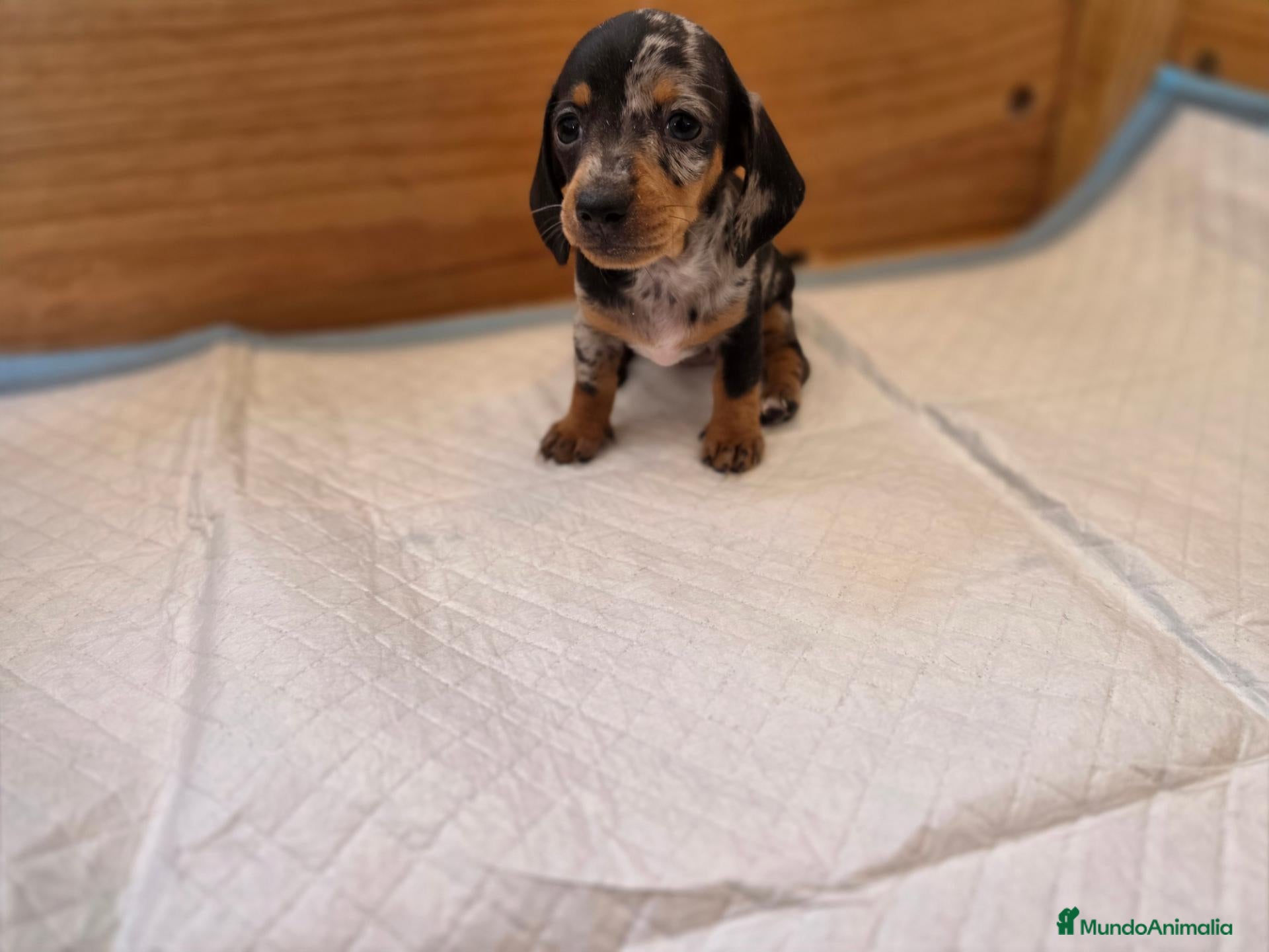 Teckel Miniatura perros TECKEL KANNINCHEN TRICOLOR - Anuncio 1