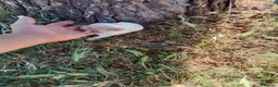 Chihuahua perros en venta: Chihuhua macho  - Anuncio 7