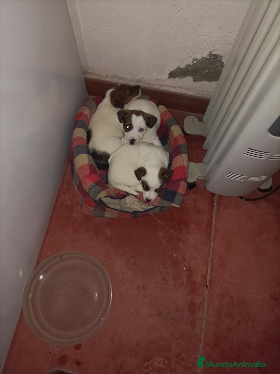 Jack Russell Terrier perros en venta: Jack Russell Madrid  - Anuncio 2