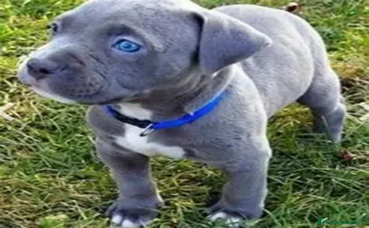 American Pit Bull Terrier perros - Propaganda 1