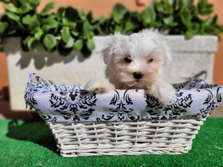 Bichón Maltés perros en Barcelona - Anuncio 11