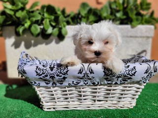 Bichón Maltés perros BICHON MALTES en Barcelona - Anuncio 25