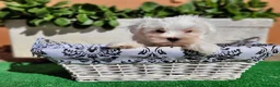 Bichón Maltés perros en venta: BICHON MALTES en Barcelona - Anuncio 1