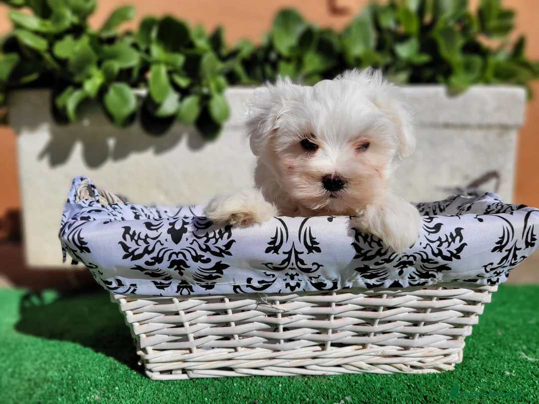 Bichón Maltés perros en venta: BICHON MALTES en Barcelona - Anuncio 1