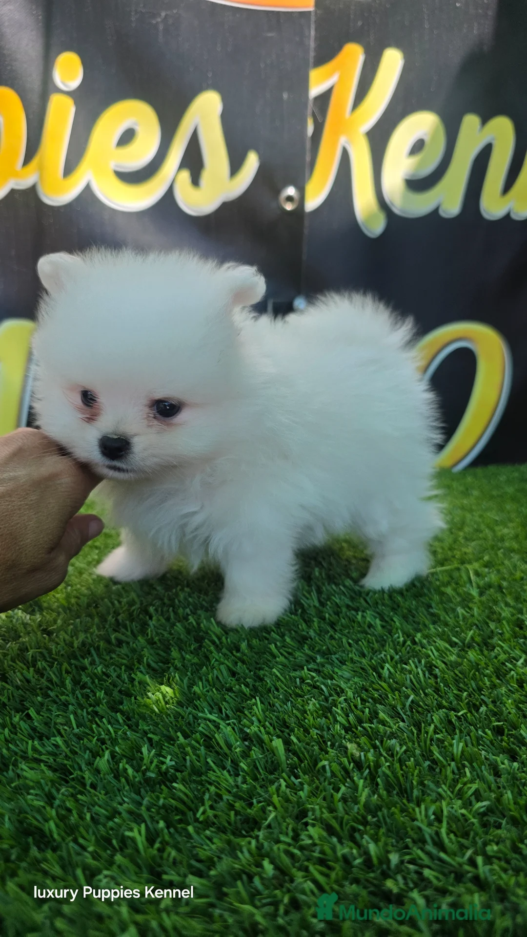 Pomerania perros en venta: Pomerania Teacup blanco  - Anuncio 1