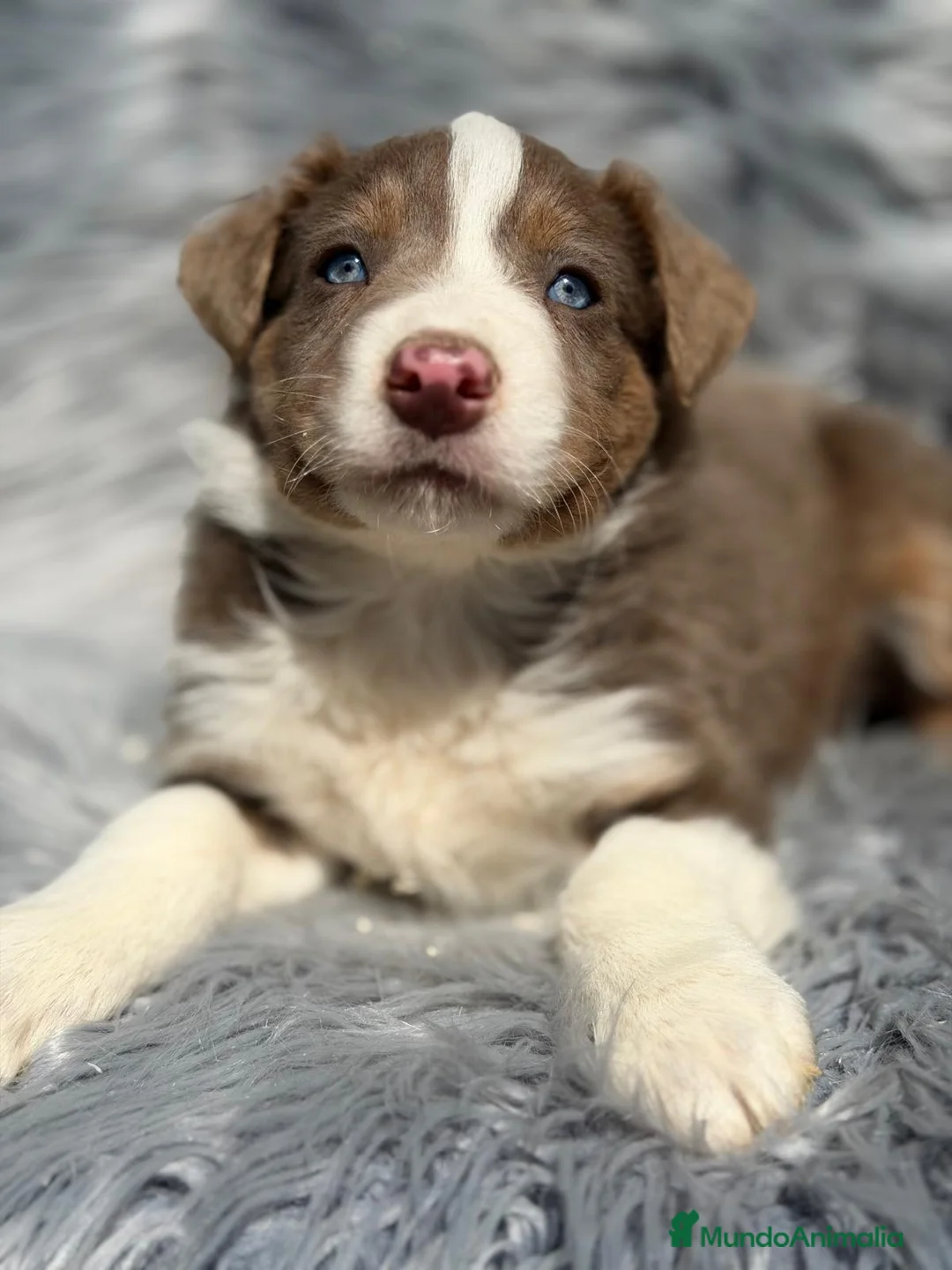 Border Collie perros en venta: BORDER COLLIE TRICOLOR LILAC - Anuncio 2