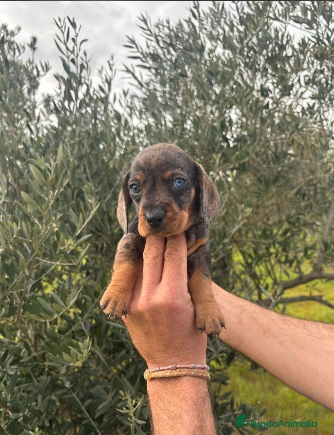 Teckel Miniatura perros Teckel mini  en Sevilla - Anuncio 10