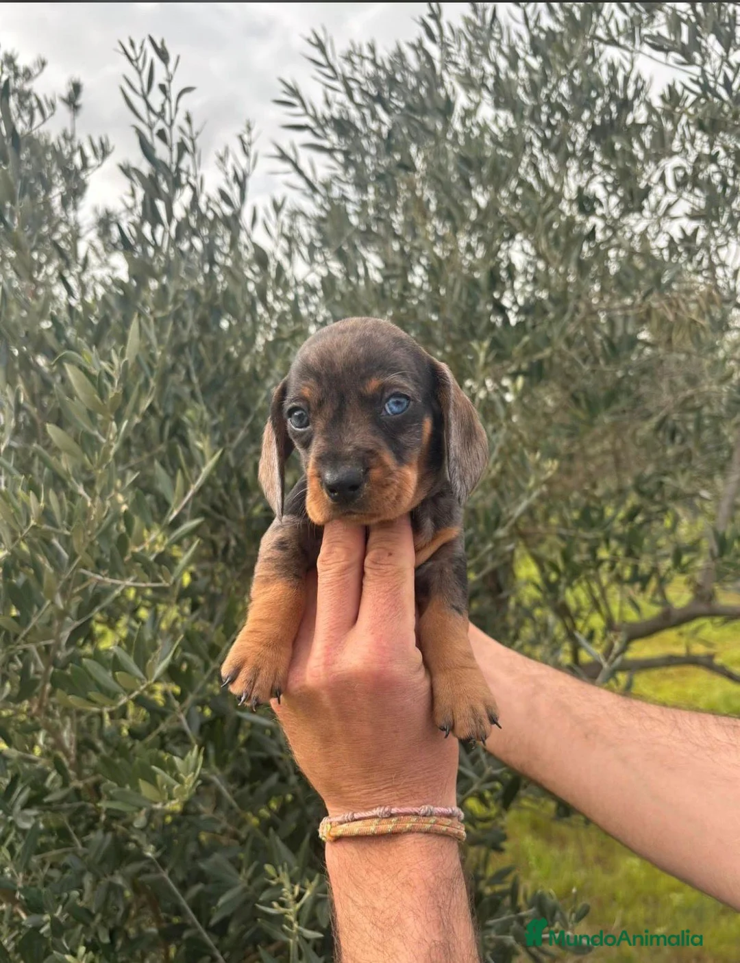 Teckel Miniatura perros en venta: Teckel mini  en Sevilla - Anuncio 1