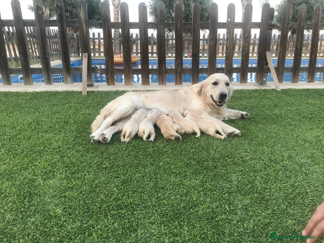 Golden Retriever perros en venta: Cachorros Golden retriever con pedigree  - Anuncio 9