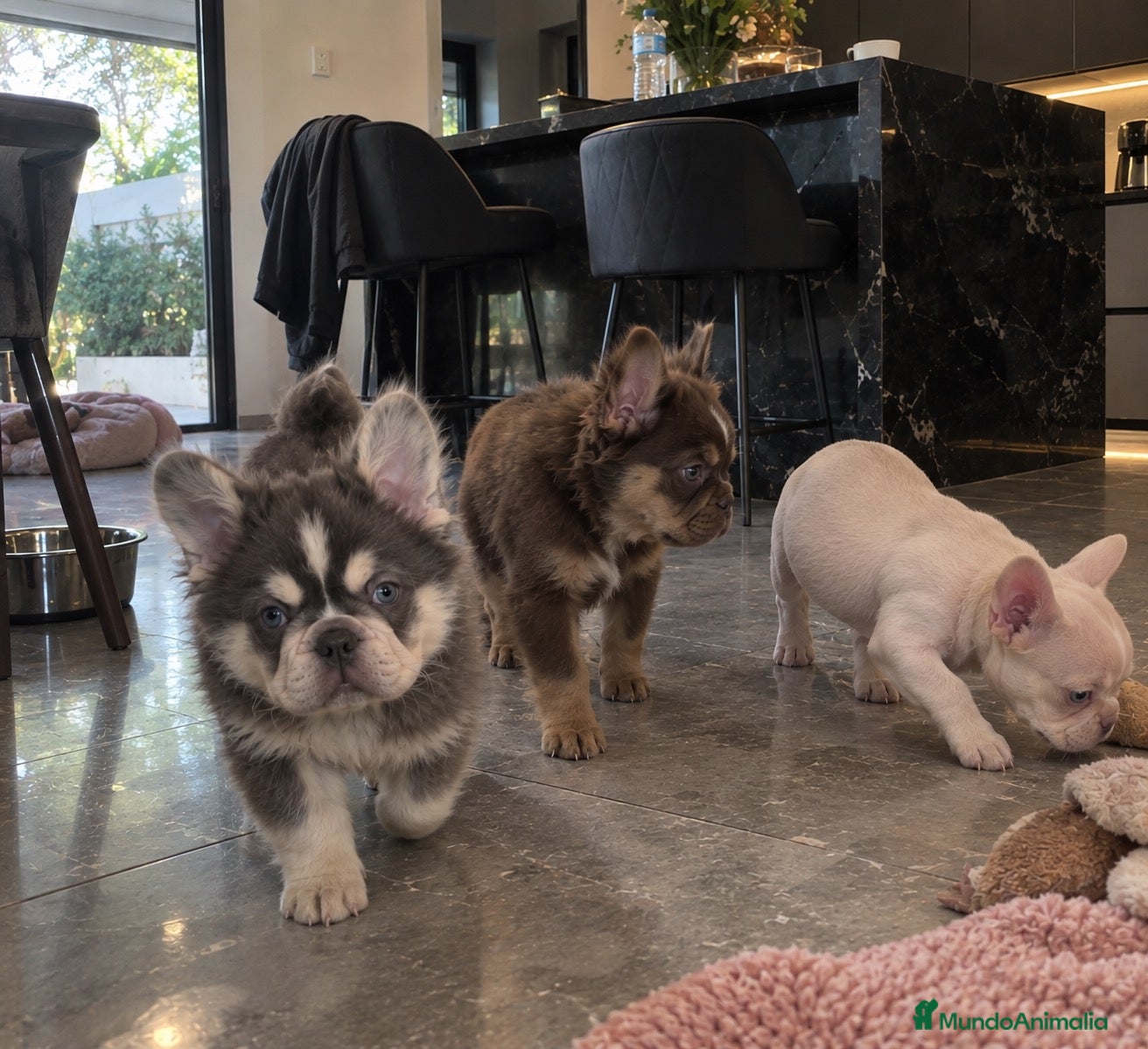 Bulldog Francés perros BULLDOG FRANCES PUPPY EXOTICOS  - Anuncio 2