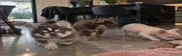 Bulldog Francés perros en venta: BULLDOG FRANCES PUPPY EXOTICOS  - Anuncio 1