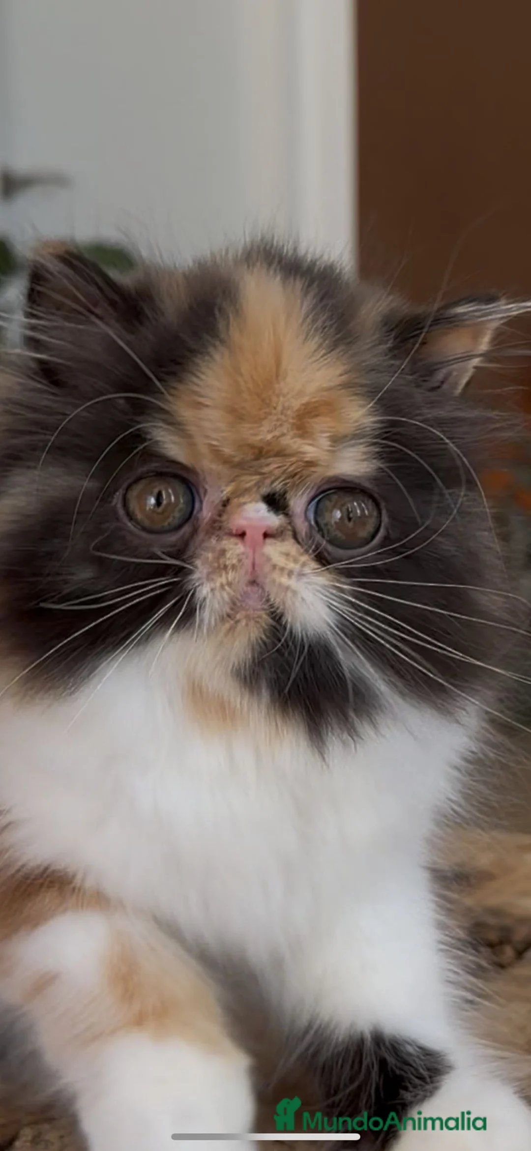 Persa gatos en venta: Persa hembra  - Anuncio 1