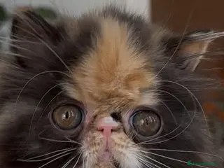 Persa gatos Persa hembra - Anuncio 1