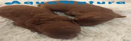 Caniche Enano perros en venta: Camada Caniche de Barbie y Can AQUANATURA - Anuncio 3
