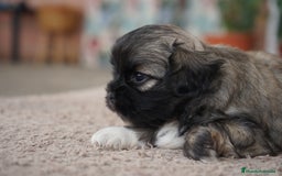 Maltipoo perros en venta: 🐾 Maxi y Boom – Maltipoo en sus primeros días 🌼 - Imagen 4