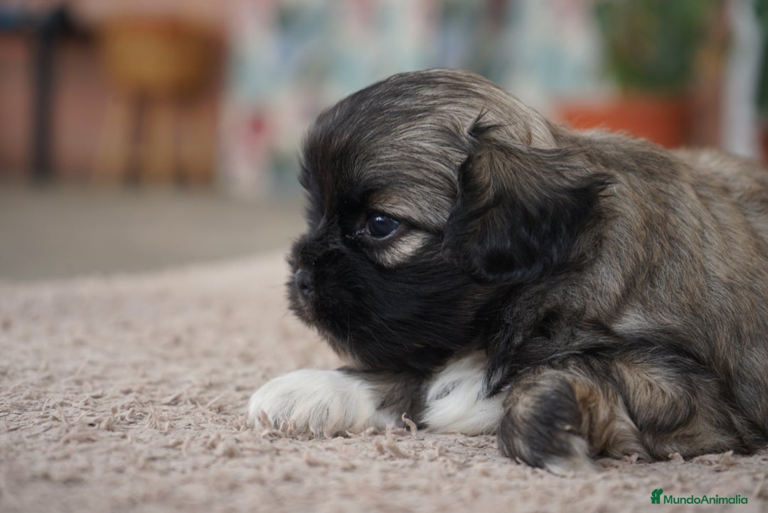 Maltipoo perros en venta: 🐾 Maxi y Boom – Maltipoo en sus primeros días 🌼 - Imagen 4
