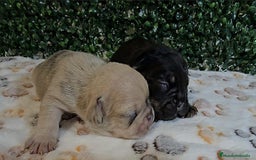 Bulldog Francés perros en venta: Preciosa camada de bulldog francés  - Imagen 4