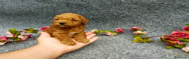 Caniche Toy Cachorro 6