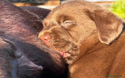 Labrador Retriever perros en venta: Cachorros labrador chocolate pedigrí  - Imagen 4
