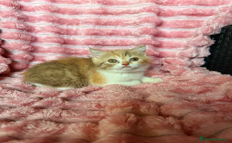 Británico de Pelo Corto gatos - Propaganda 1