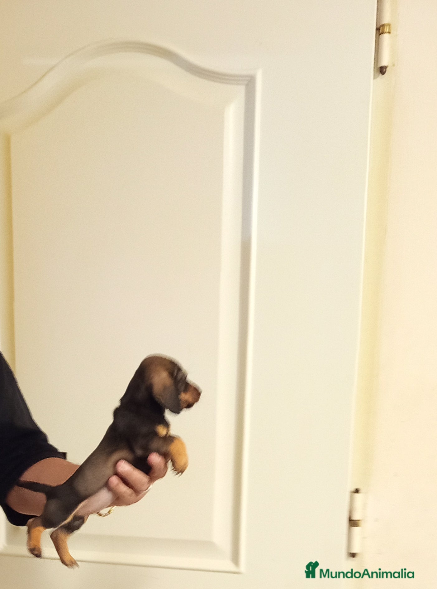 Teckel Miniatura perros Preciosos cachorritos de teckel miniatura  - Anuncio 15