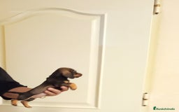 Teckel Miniatura perros en venta: Preciosos cachorritos de teckel miniatura  - Imagen 1