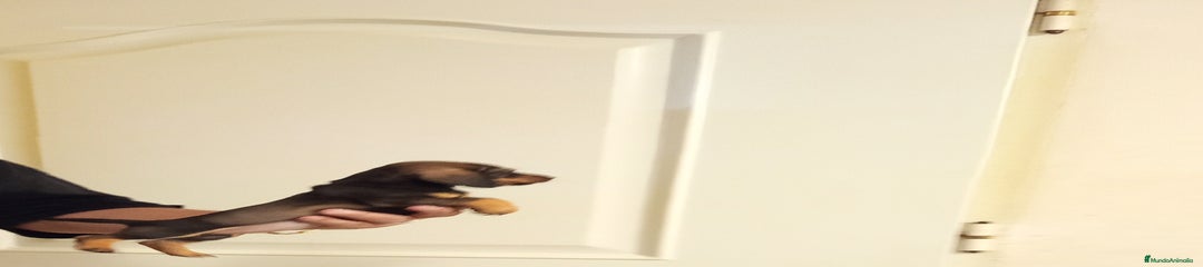 Teckel Miniatura Cachorro 1