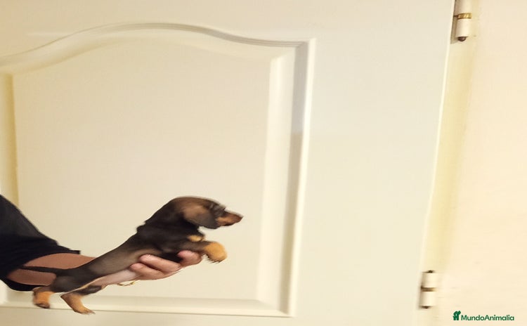 Teckel Miniatura perros - Anuncio 1