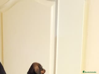 Teckel Miniatura perros Preciosos cachorritos de teckel miniatura - Anuncio 22