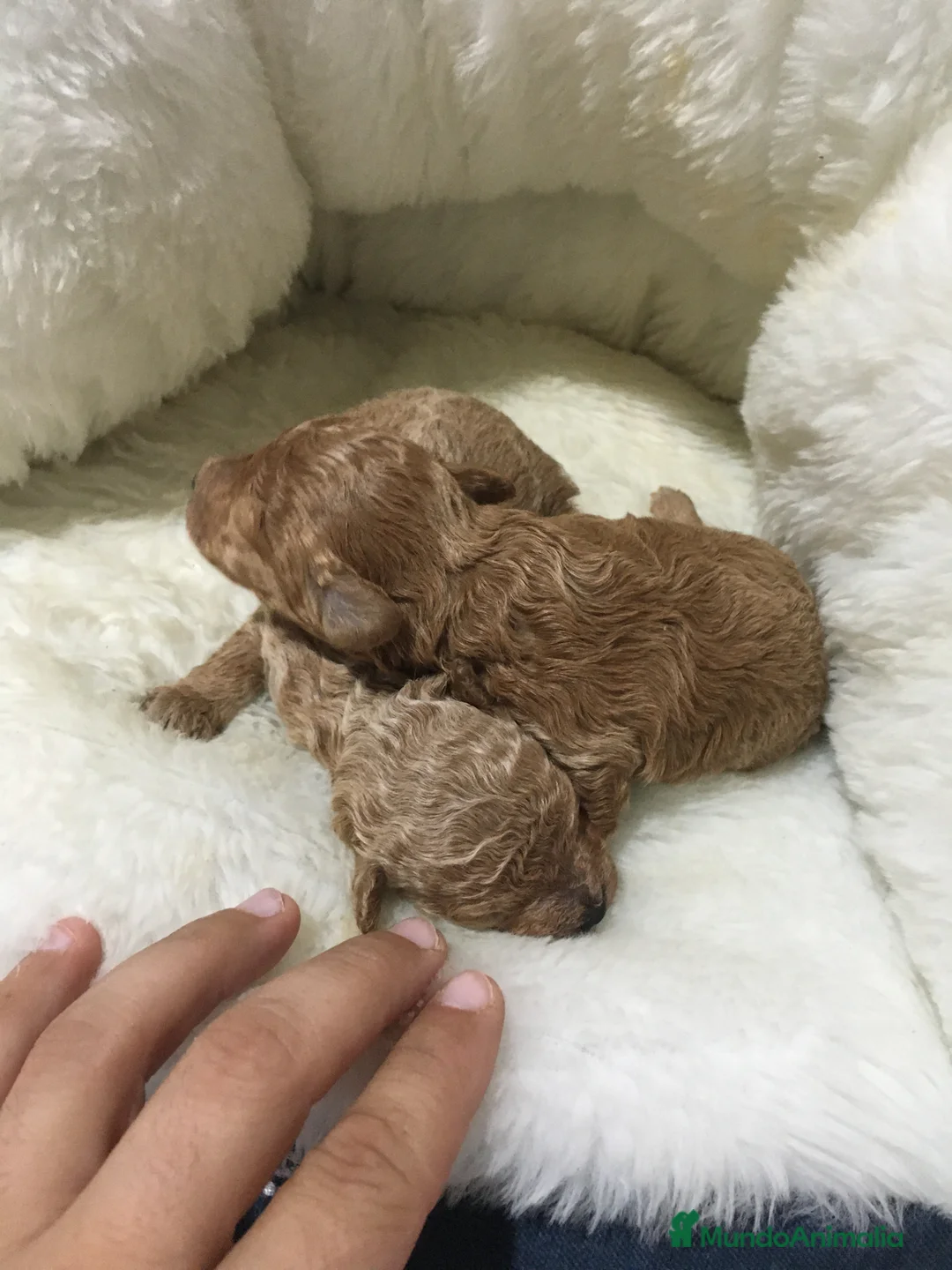 Caniche Toy perros en venta: IMPRESIONANTES CANICHES TOYS Y ENANOS PEQUEÑITOS en Murcia - Anuncio 2