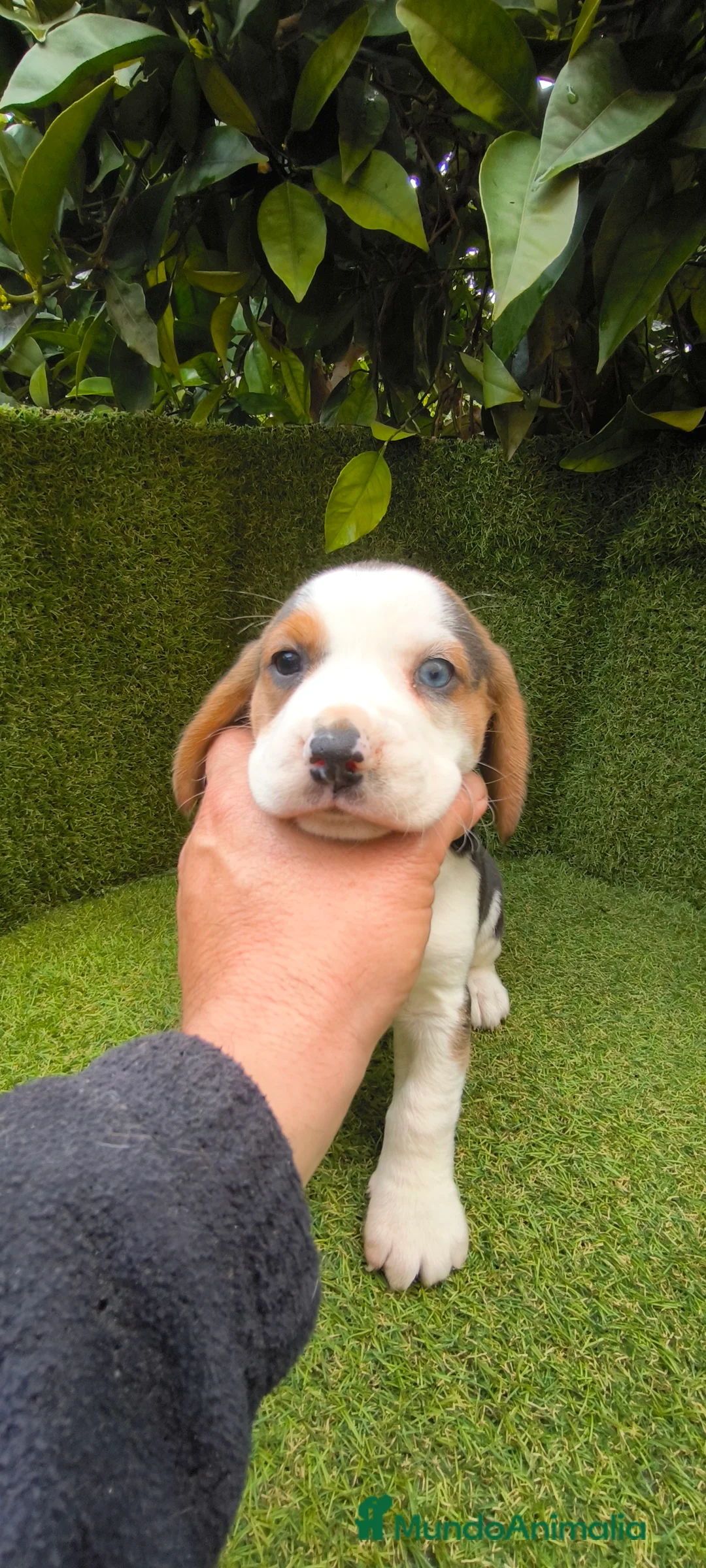 Beagle perros en venta: Beagles tricolor y bicolor  - Anuncio 5