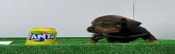 Teckel Miniatura perros en venta: Teckel  - Anuncio 1