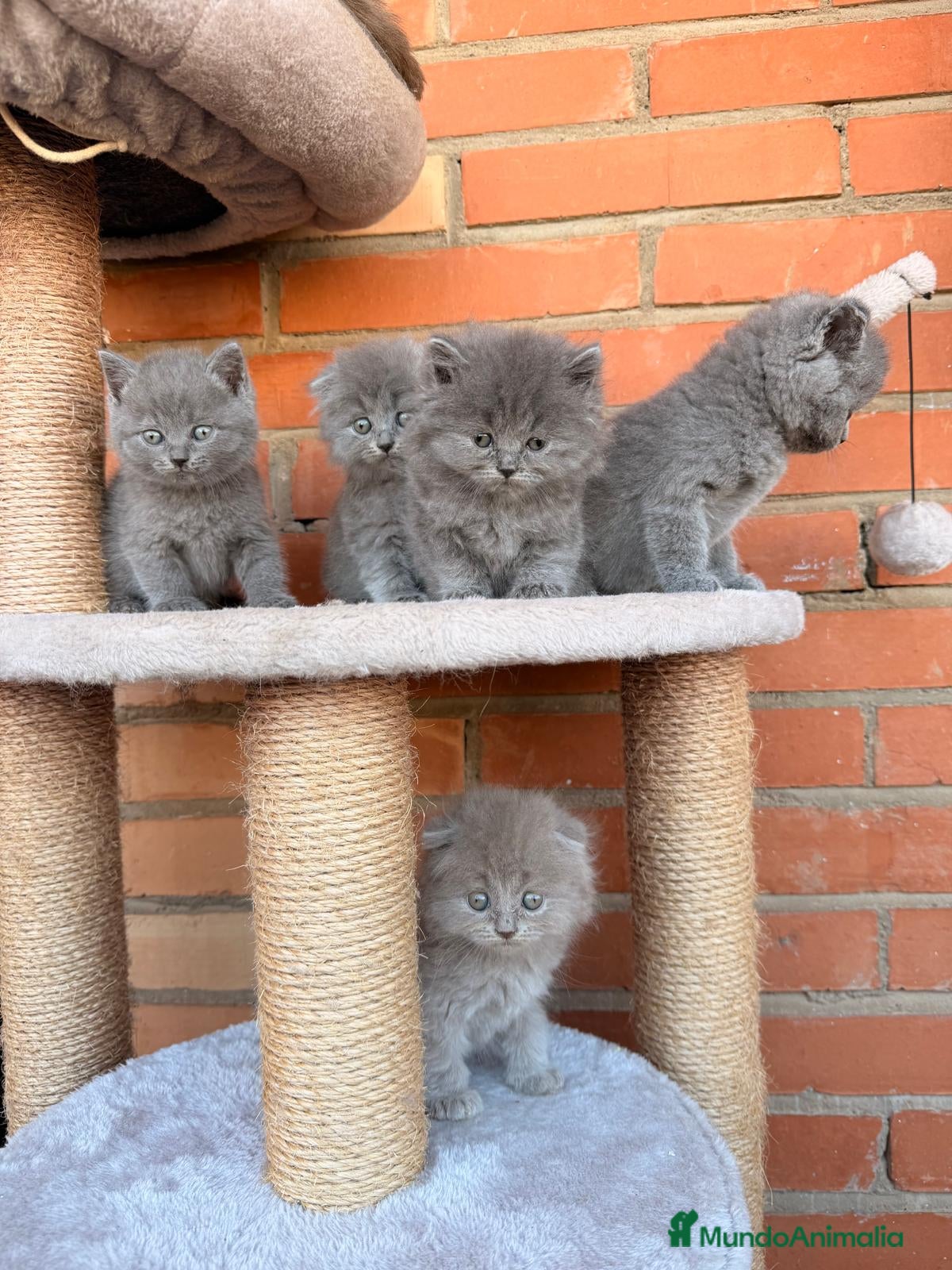 Británico de Pelo Corto gatos Machos y hembras British pelo corto y pelo largo - Anuncio 1