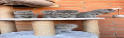 Británico de Pelo Corto gatos en venta: Machos y hembras British pelo corto y pelo largo - Anuncio 1