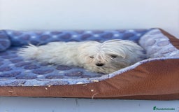 Bichón Maltés perros en venta: Bichon maltés  - Imagen 4