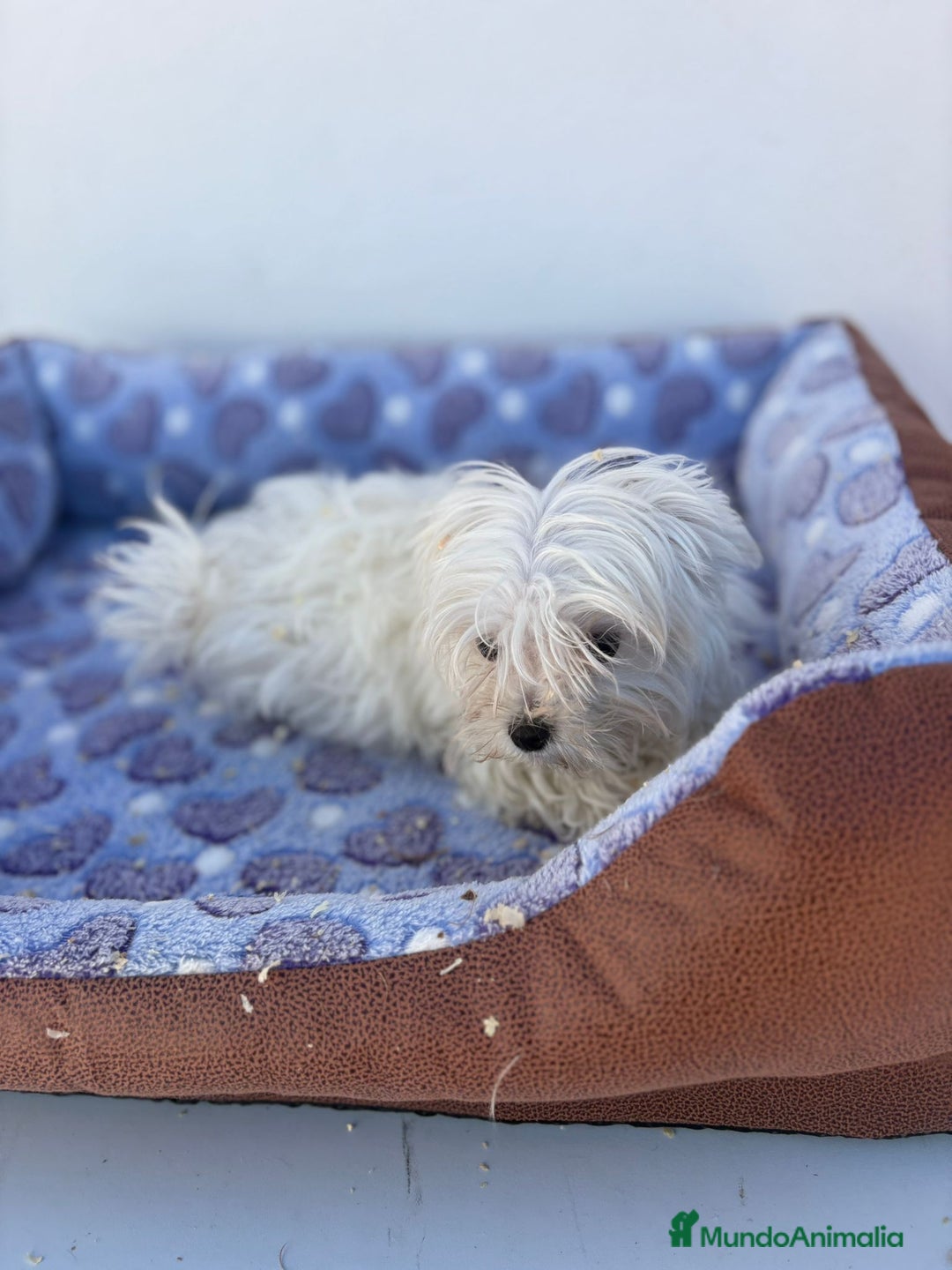 Bichón Maltés perros en venta: Bichon maltés  - Imagen 4