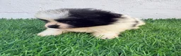Pomerania perros en venta: Pomerania - Anuncio 12