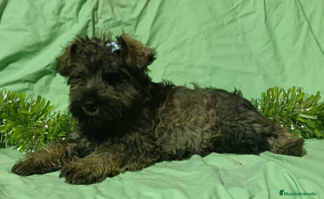 Schnauzer Miniatura perros en venta: Schnauzer miniatura sal y pimienta  - Anuncio 3