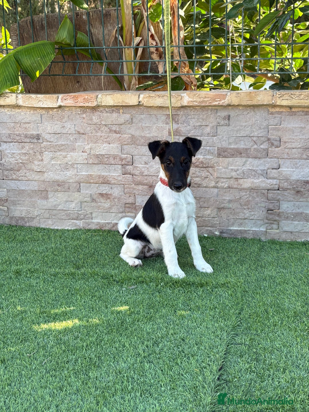 Fox Terrier de Pelo Liso perros en venta: Disponible hembra fox pelo liso . - Imagen 4