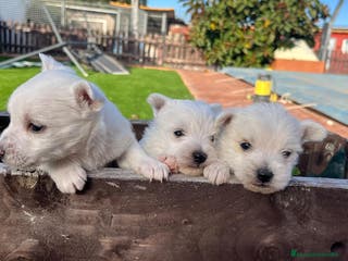 West Highland White Terrier perros Wuestis de primera. en Valencia - Anuncio 5