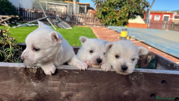 West Highland White Terrier perros en Valencia - Anuncio 2
