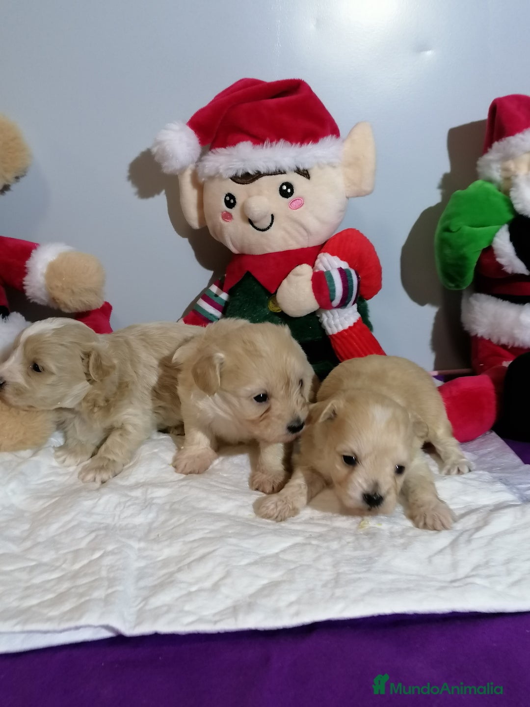 Maltipoo perros en venta: Maltipoo  - Anuncio 2