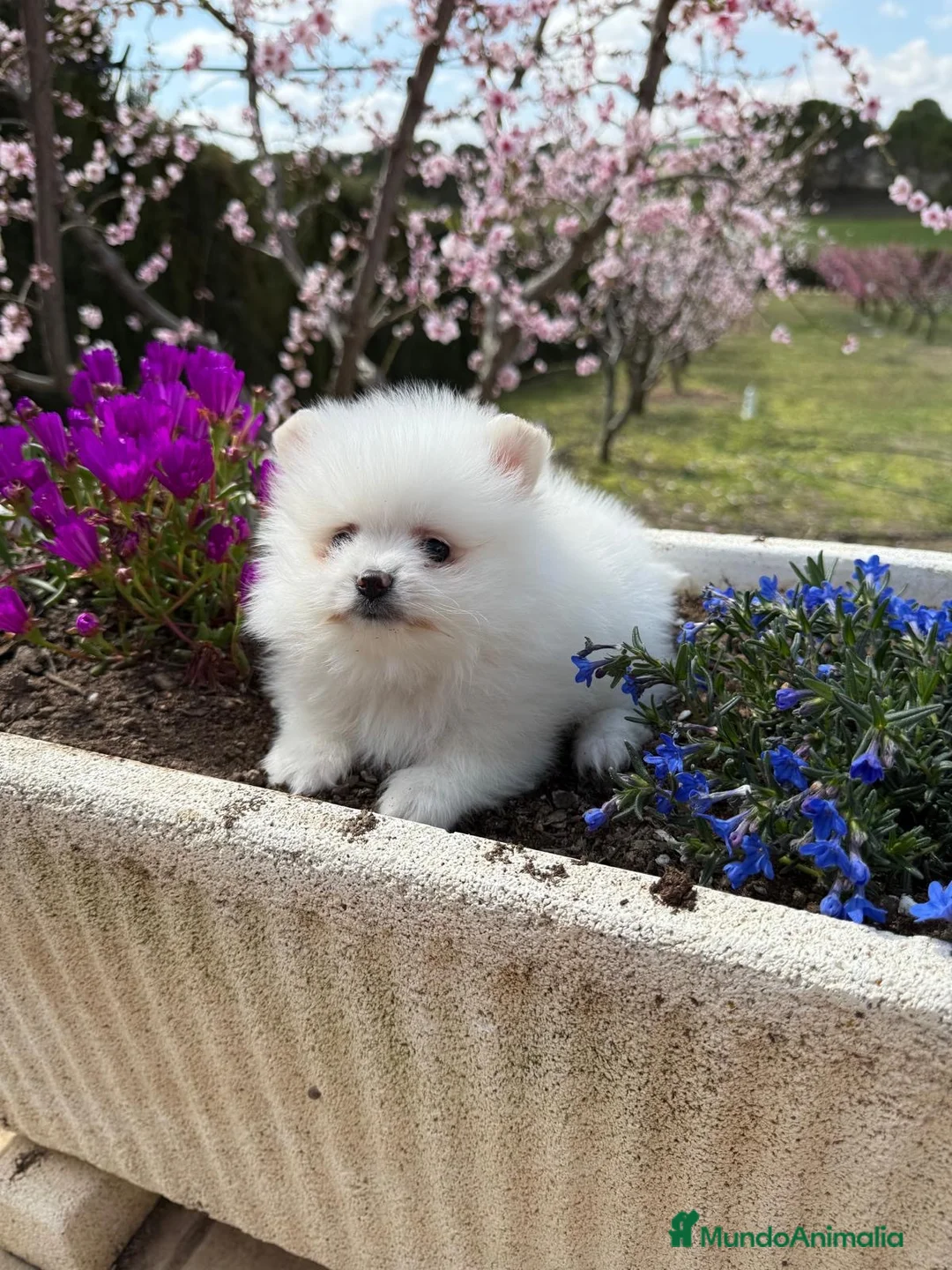 Pomerania perros en venta: Pomerania toy macho disponible !!! - Anuncio 2