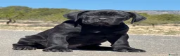 Cane Corso perros en venta: Cachorros de Cane Corso  - Anuncio 7